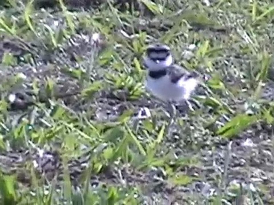 Killdeer Birds - Killdeer Chicks Come Into Being
