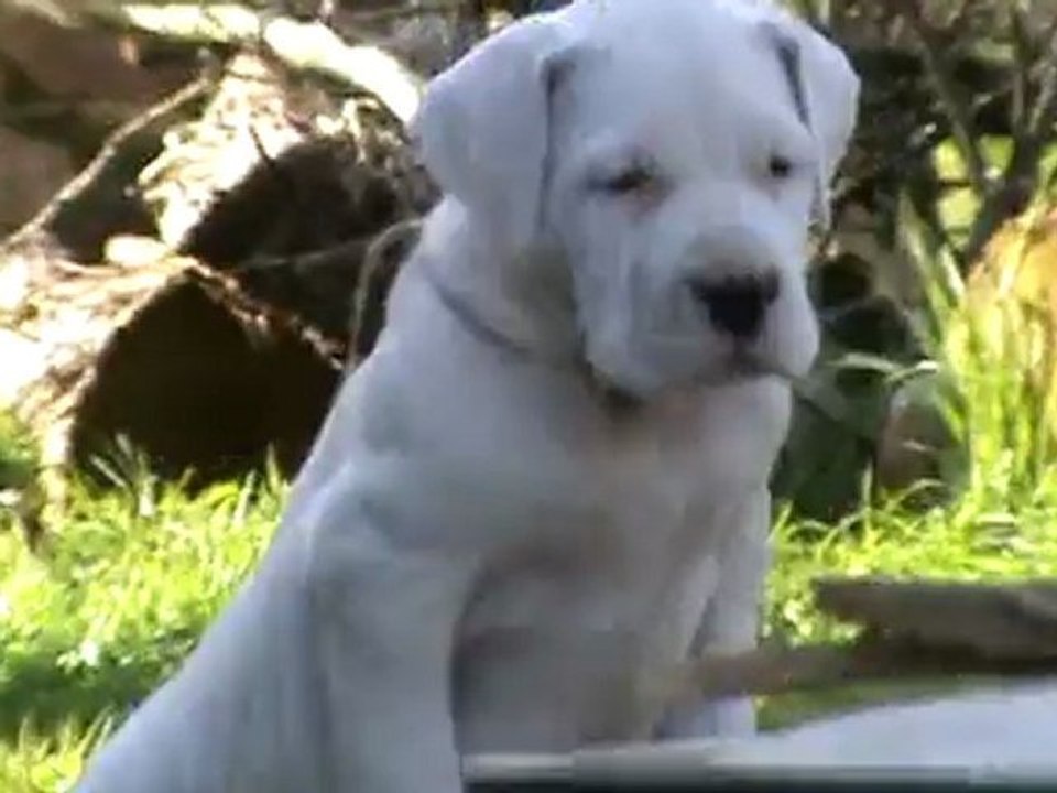 Chiots dogues argentins 6 semaines