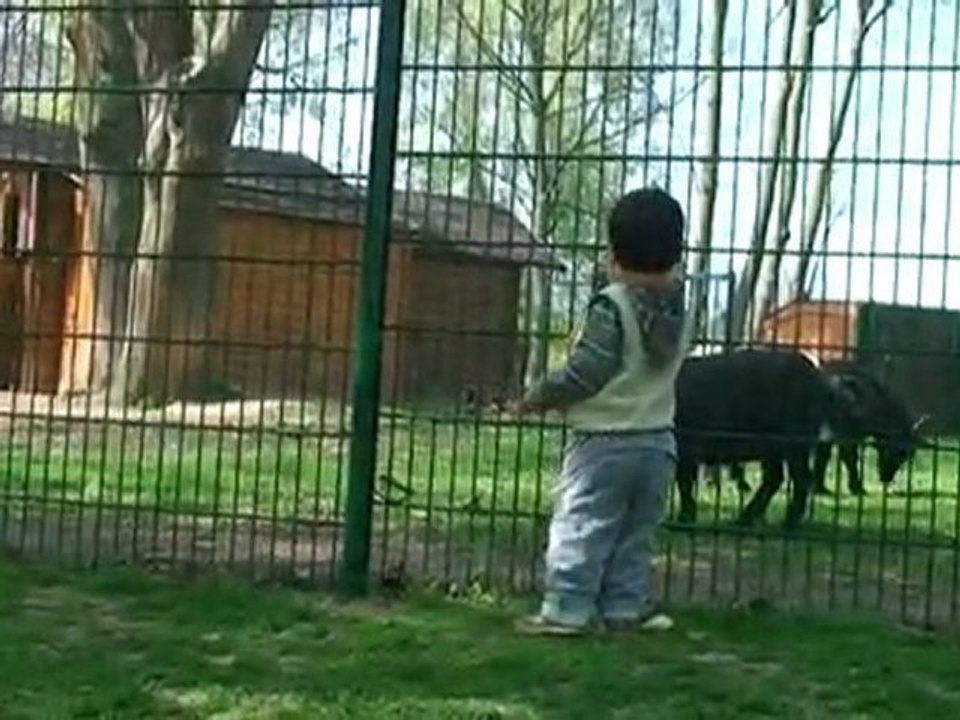 Donner à manger aux chèvres