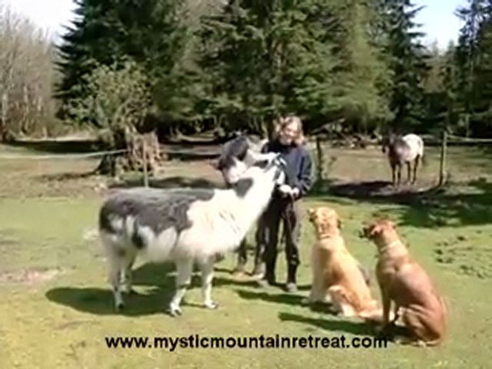 Seattle Dog Training around Horses and Llamas with Cindy Hi