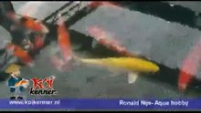 Koi karpers