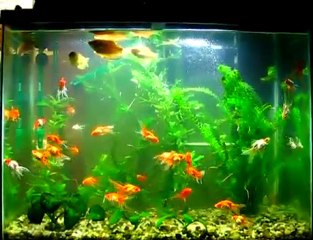 Turtle Pets 101 A Guide for the Novice Owner