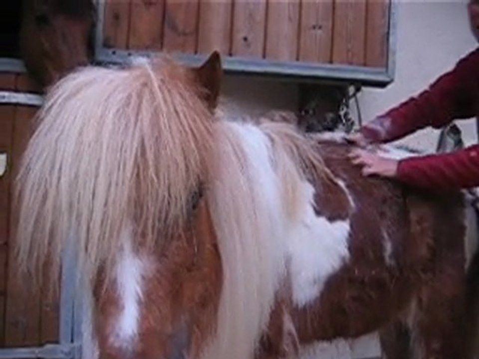 séance de grattage Sidonie