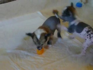 chien chinois a crête nu