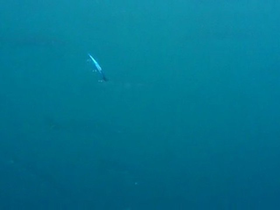 Pêche Barracuda