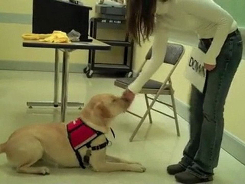 Donate Veterans Pets [Paws 4 Vets]