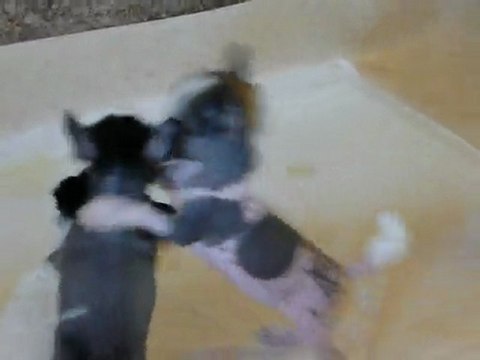 Chien Chinois à Crête nu