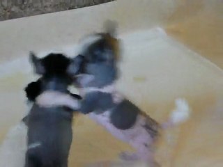 Chien Chinois à Crête nu