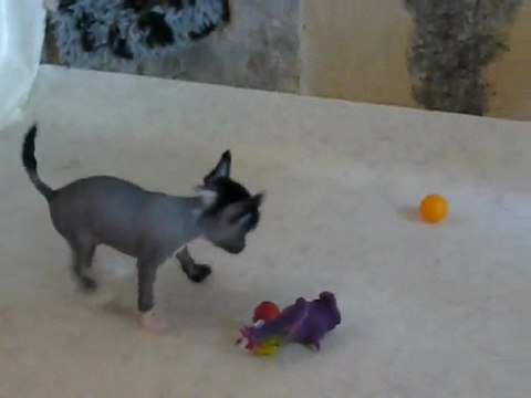 Chien Chinois à Crête nu