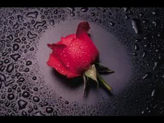 EROL BUDAN ARKADAŞCA SEVSEN RAZIYIM YİNE:(