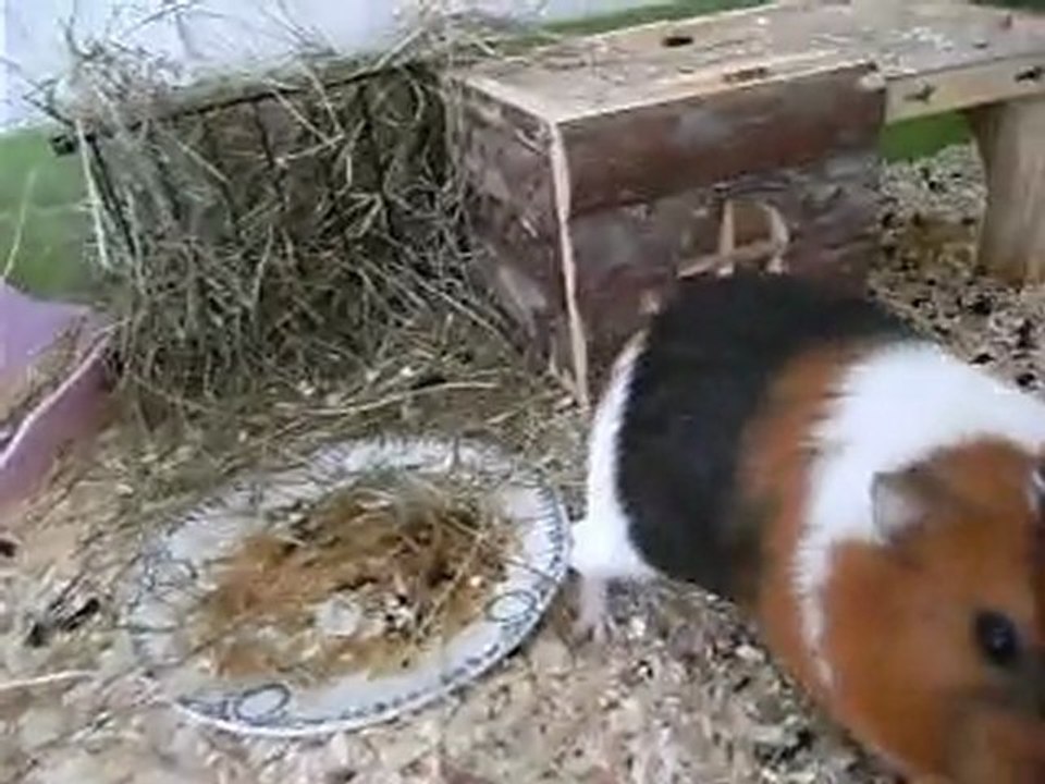 Nono et Lewis, chatouilleux!