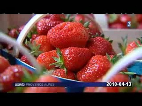 La fraise de Carpentras
