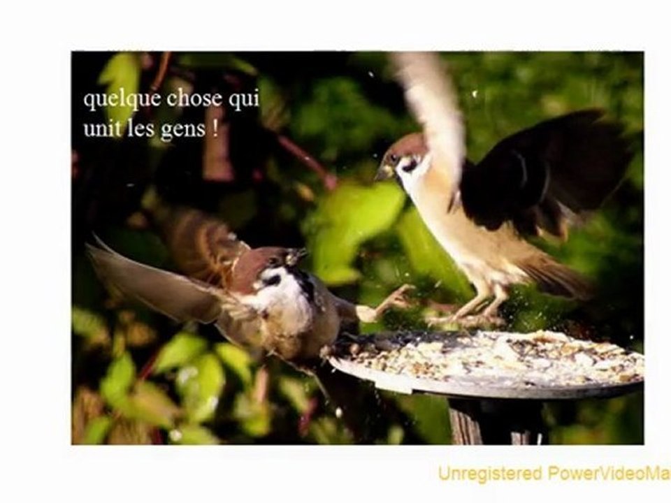 Mon ami Raff ou l'amitié sincère-04-15-15-01_wmv