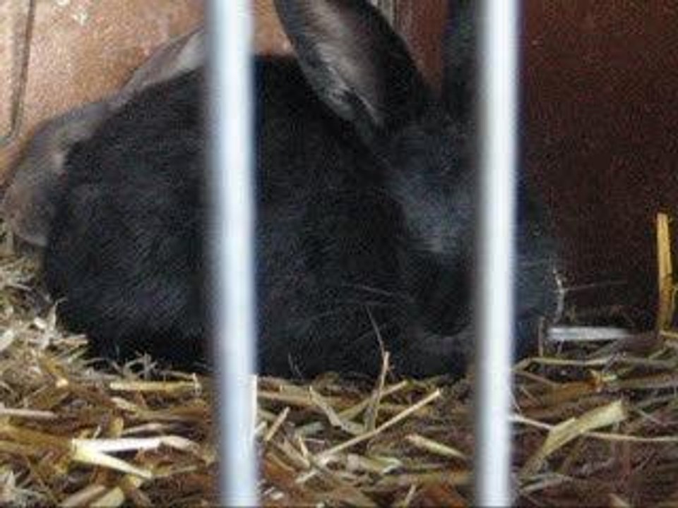 EC Kaninchen TH Bad X-nach