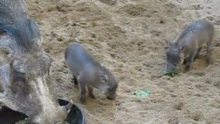 Baby Warthogs At The Maryland Zoo