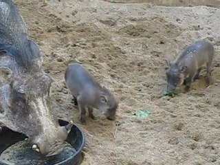 Baby Warthogs At The Maryland Zoo