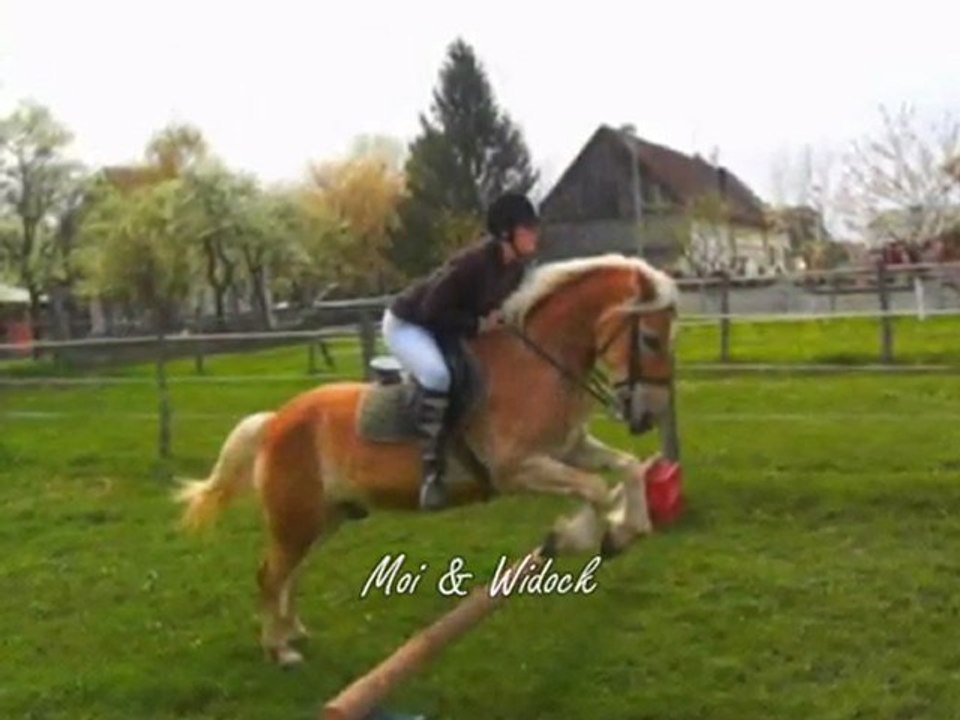 saute niko & widock