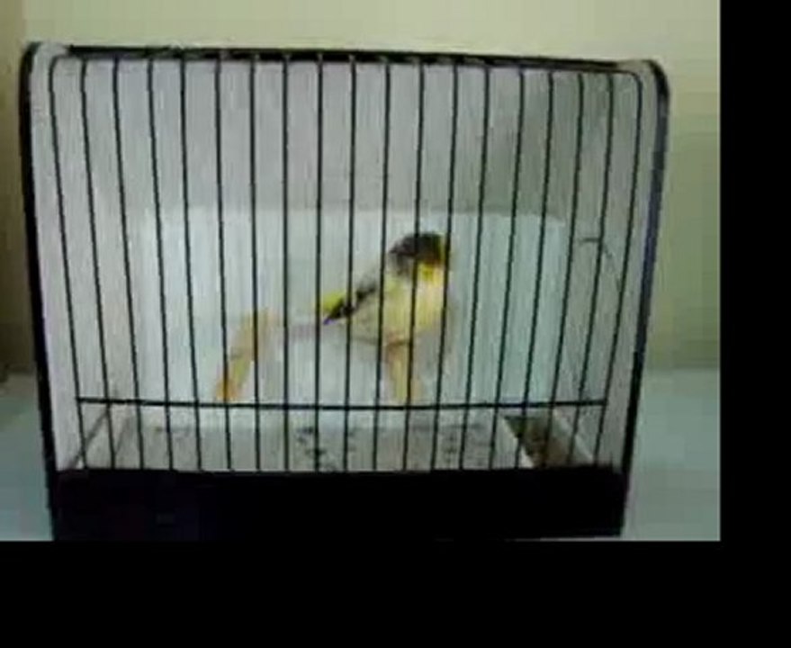 Ahrac Kabak Disi | 2008