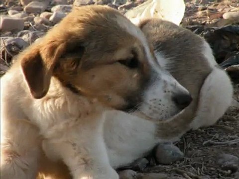 ait atta/merghade tinghir ouarzazate4