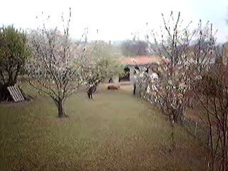 MPG_1523  UNCHAIN MY HEART ET VAMP LOVELY