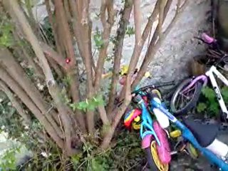 Chasse aux oeufs miraculeuse