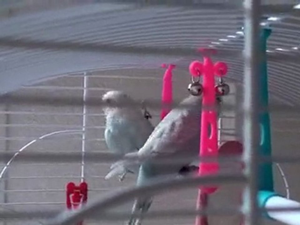 mes bébés ondulées