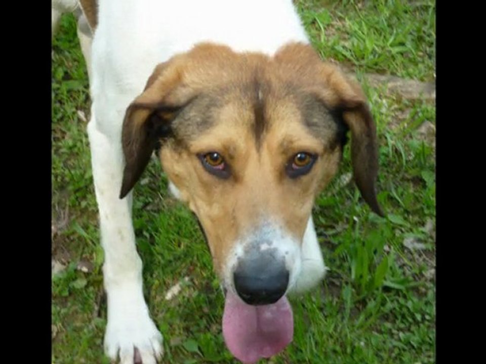 Au refuge des Amis des Bêtes à Aix les Bains