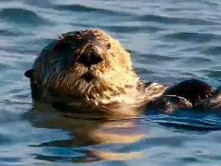 Oceans - Otters