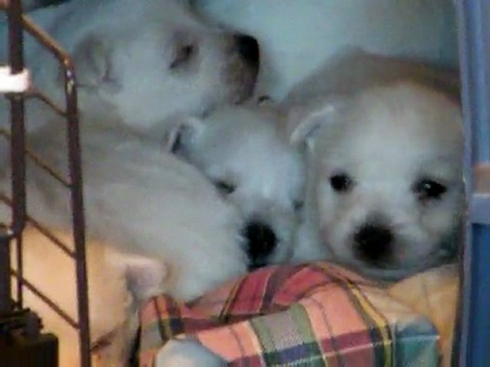 Mes bébés Westie ont 1 mois