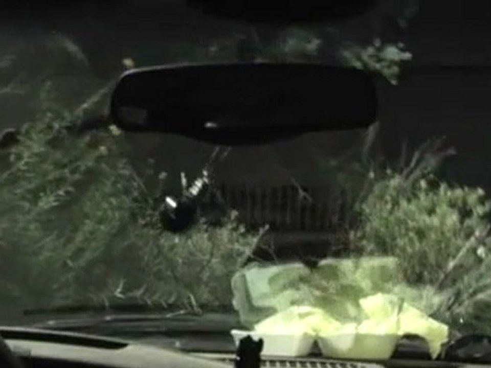 BEAR TRAILER