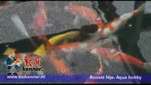 Video over koi