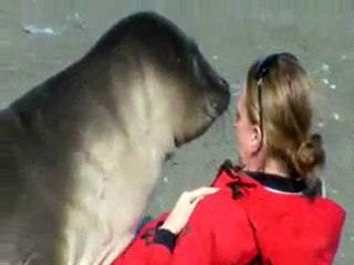 How to cuddle with an elephant seal