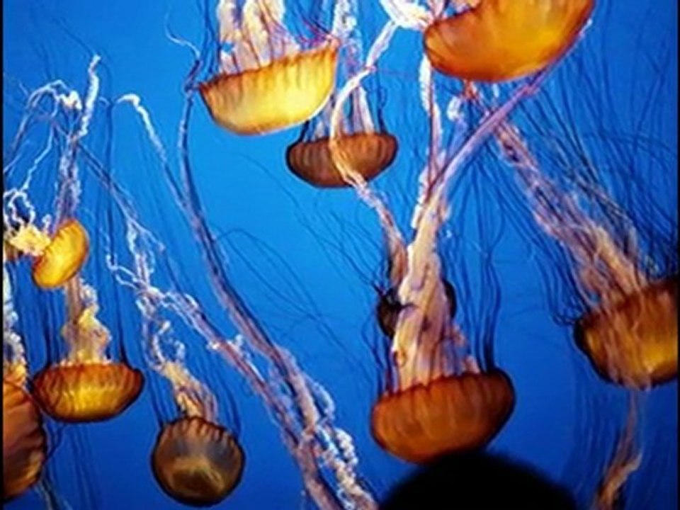 meduses-Jellyfish..