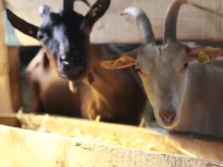 Visite de la chèvrerie de Colleret