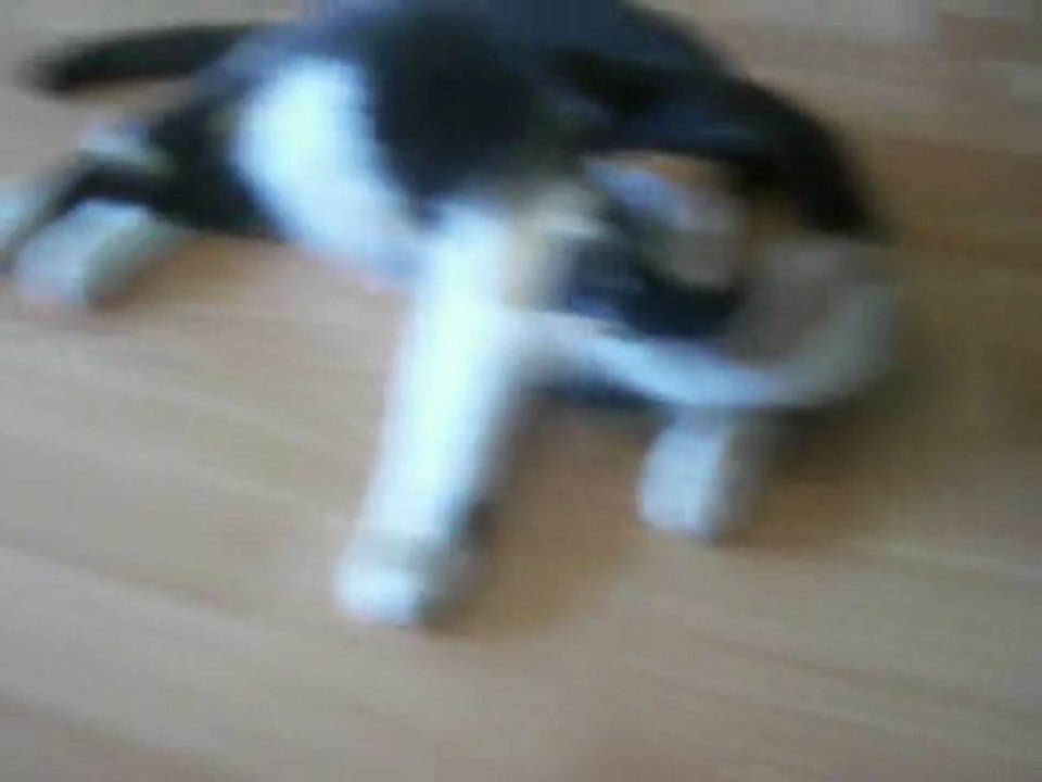 Kiwa aime les oeufs de Pâques