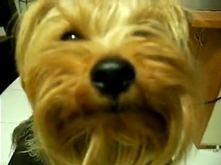 Choosing The Best Dog For Your Kids