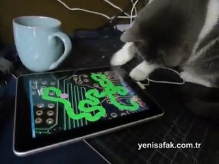 Teknoloji meraklısı kedi böyle olur