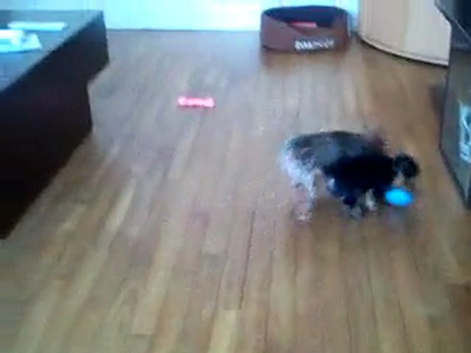 frisby et chloé joue au boallon