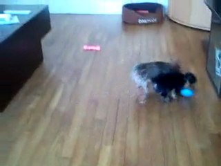 frisby et chloé joue au boallon