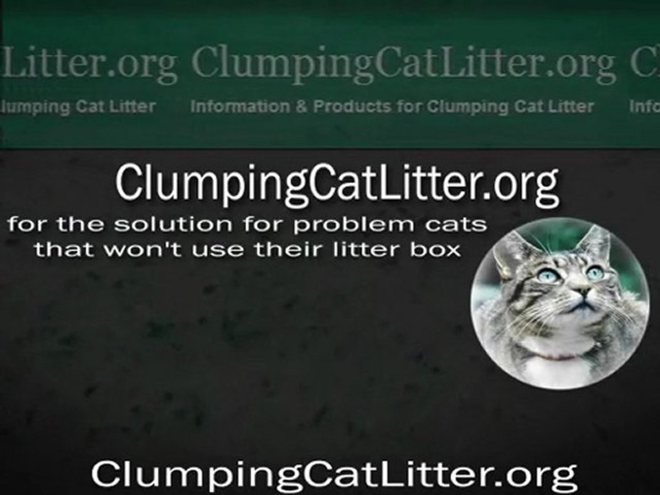 Buying Clumping Cat Litter