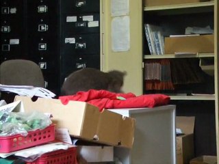 Chat réveillé en sursaut et tombe