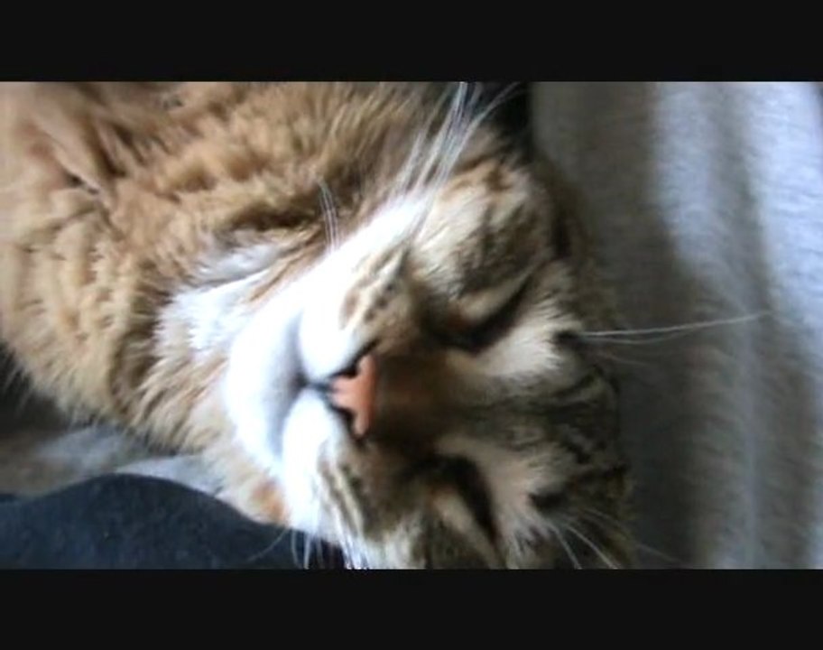 SNCF Overkill (Chat de rôle)