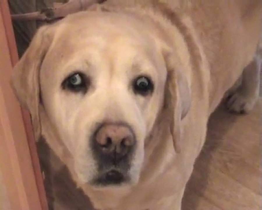 chien chien