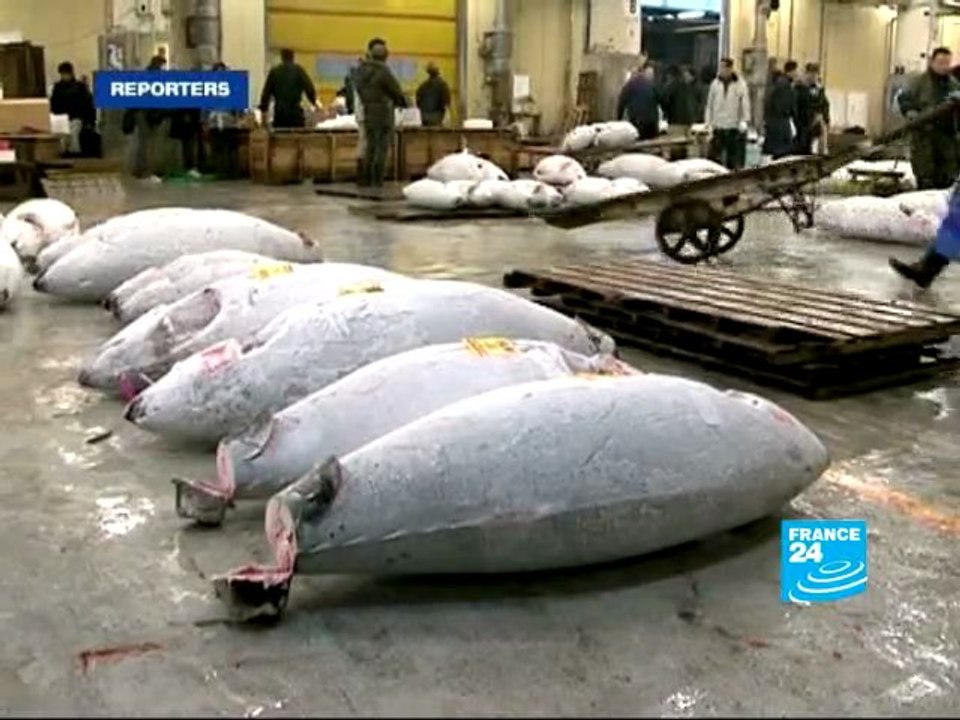 Thon rouge, la pêche continue au Japon