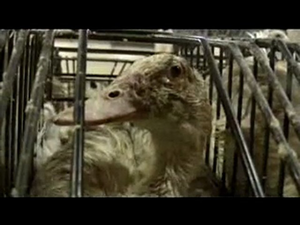 Kate Winslet Exposes Foie Gras Cruelty