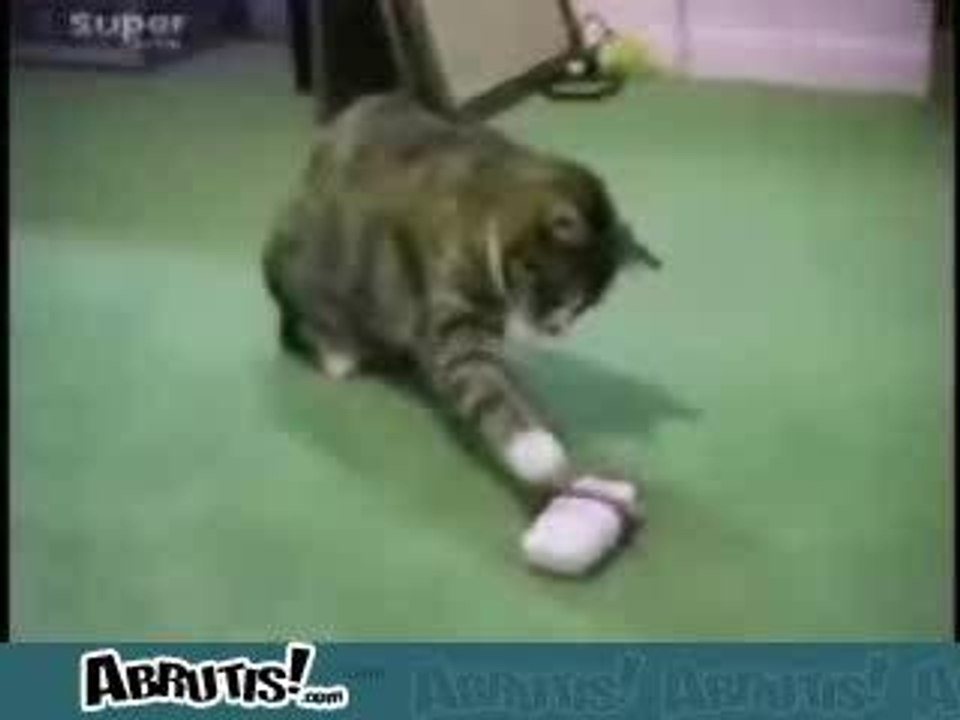 Chat saute