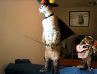 chat debout zorro