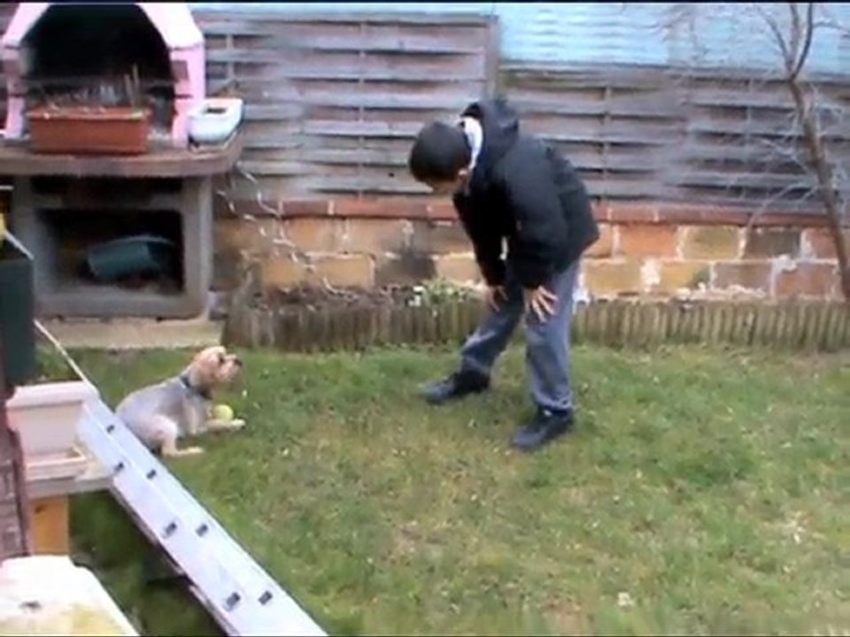 Chiens et Léo