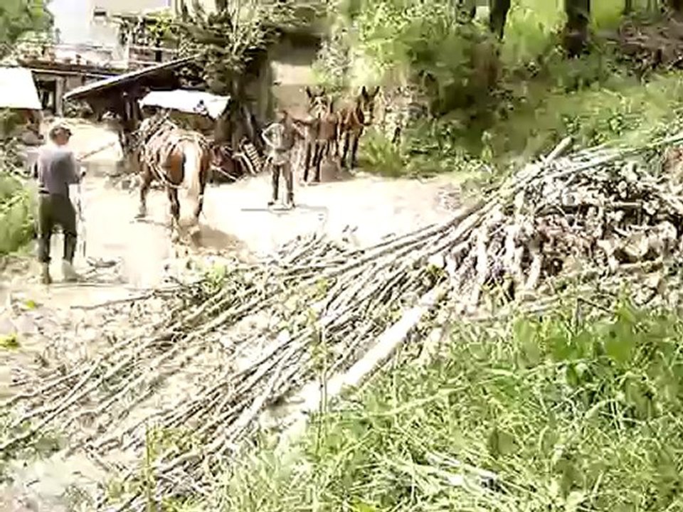 Débardage 2009 à Montdenis, Ruby au câble du tas...