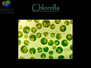 6 Natural Cures for Cancer - Is it possible?